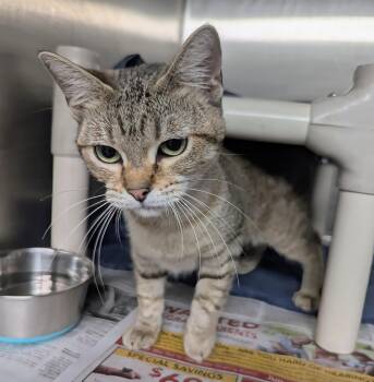 Lilac -  Domestic Short Hair Cat for Adoption in Springfield, Illinois - Lilac | PetCurious