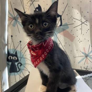 Boots -  Domestic Short Hair Cat for Adoption in Port Charlotte, Florida - Boots | PetCurious