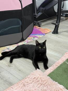 Cosmo & Wanda -  American Shorthair Cat for Adoption in Highland Park, New Jersey - Cosmo & Wanda | PetCurious