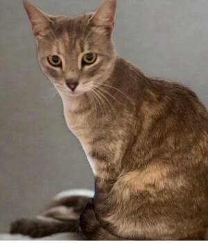 Domestic Short Hair Cats Available for Adoption in Cottonwood, Arizona - Kori | PetCurious