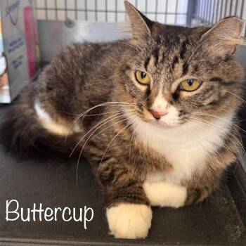 Buttercup -  Domestic Long Hair and Maine Coon Cat for Adoption in Titusville, Florida - Buttercup | PetCurious