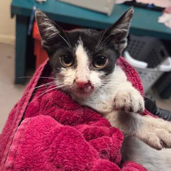Norman -  Domestic Short Hair Cat for Adoption in Pasadena, California - Norman | PetCurious