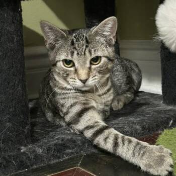 Gail -  Domestic Short Hair Cat for Adoption in East Brunswick, New Jersey - Gail | PetCurious