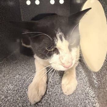 Katana -  Domestic Short Hair Cat for Adoption in Golden, Colorado - Katana | PetCurious