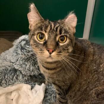 Domestic Short Hair Cats Available for Adoption in Thayne, Wyoming - Harley | PetCurious