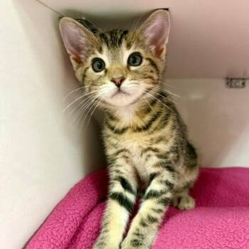 Marlin -  Domestic Short Hair Cat for Adoption in Redwood City, California - Marlin | PetCurious