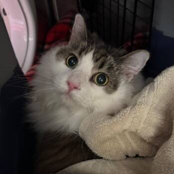 Sophia -  Domestic Long Hair Cat for Adoption in Murray, Utah - Sophia | PetCurious