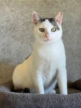 Domestic Short Hair and Tabby Cats Available for Adoption - Romeo | PetCurious
