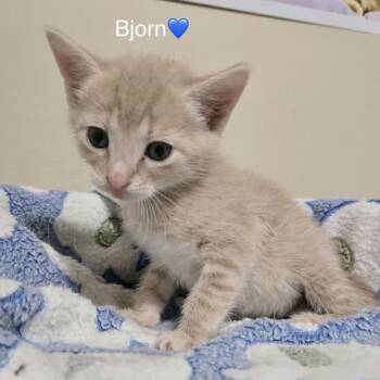 Bjorn -  Domestic Short Hair Cat for Adoption in Peachtree City, Georgia - Bjorn | PetCurious