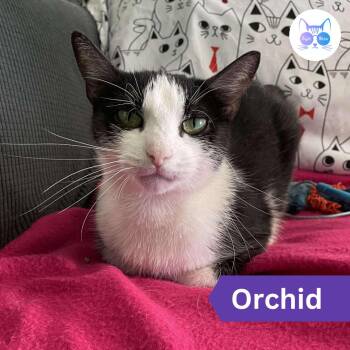 Rescue Domestic Short Hair Cats for Adoption in Penfield, New York - Orchid | PetCurious