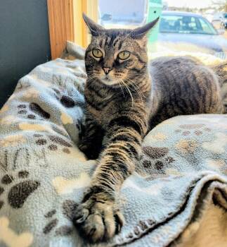 Chips -  Domestic Short Hair Cat for Adoption in Spooner, Wisconsin - Chips | PetCurious