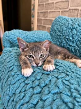 Ollie -  Domestic Short Hair Cat for Adoption in Johnson City, Tennessee - Ollie | PetCurious