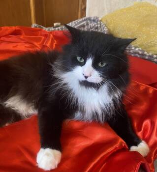 Domestic Long Hair Cats Available for Adoption - Birdie | PetCurious