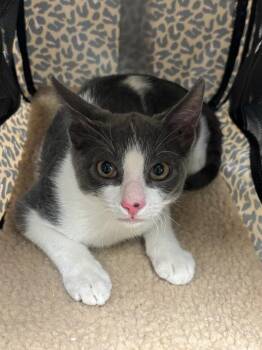 Biskit -  Domestic Short Hair Cat for Adoption in Austin, Texas - Biskit | PetCurious