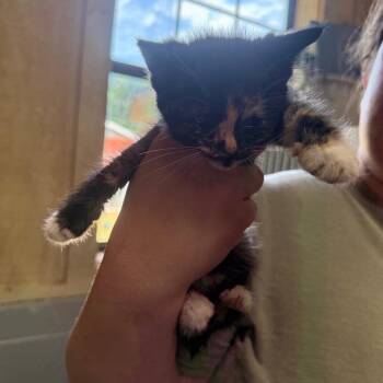Daphne -  Domestic Short Hair Cat for Adoption in Tylertown, Mississippi - Daphne | PetCurious