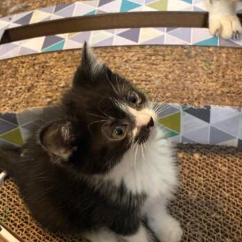 Elizabeth Taylor -  Domestic Short Hair Cat for Adoption in Shelbyville, Indiana - Elizabeth Taylor | PetCurious