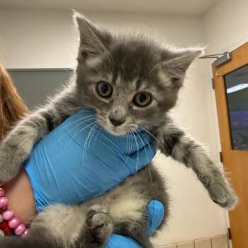 Josephina -  Domestic Medium Hair Cat for Adoption in Charleston, West Virginia - Josephina | PetCurious