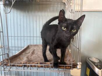 Rescue American Shorthair Cats for Adoption in El Dorado, Arkansas - October | PetCurious