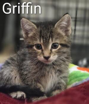 GRIFFIN -  Domestic Short Hair Cat for Adoption in La Crescent, Minnesota - GRIFFIN | PetCurious