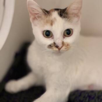 Spatula -  Domestic Short Hair Cat for Adoption in South Elgin, Illinois - Spatula | PetCurious