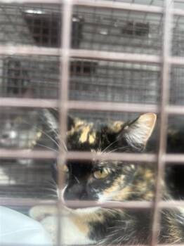 A662014 -  Domestic Short Hair Cat for Adoption in Houston, Texas - A662014 | PetCurious