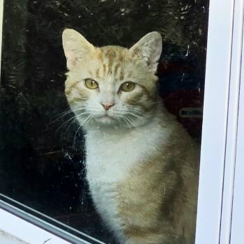 Domestic Short Hair Cats Available for Adoption in Saint Paul, Minnesota - Mosh | PetCurious