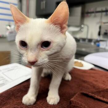 Domestic Short Hair Cats Available for Adoption - PURRMINATOR | PetCurious