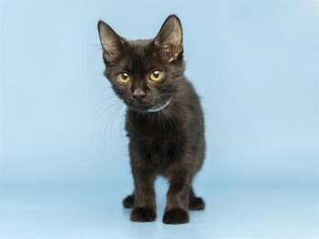MIDNIGHT -  Domestic Short Hair Cat for Adoption in Phoenix, Arizona - MIDNIGHT | PetCurious