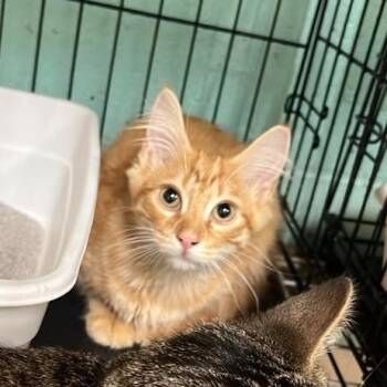 Cheeseburger -  Domestic Medium Hair Cat for Adoption in Gadsden, Alabama - Cheeseburger | PetCurious