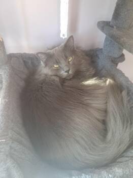 Christian - Courtesy Listing -  Domestic Long Hair Cat for Adoption in Midland, Michigan - Christian - Courtesy Listing | PetCurious