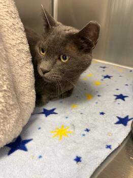 Smokey -  Russian Blue Cat for Adoption in Twentynine Palms, California - Smokey | PetCurious