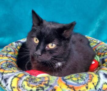 Domestic Short Hair Cats Available for Adoption in Greenville, Illinois - Tilly | PetCurious
