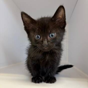 Rush -  Domestic Short Hair Cat for Adoption in Kanab, Utah - Rush | PetCurious