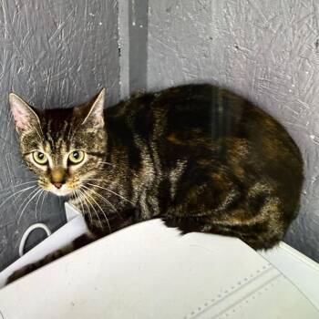 Domestic Short Hair Cats Available for Adoption - Ruth | PetCurious