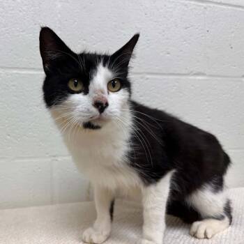 Domestic Short Hair Cats Available for Adoption in Lyndhurst, Virginia - SVAS-Stray-38543 | PetCurious