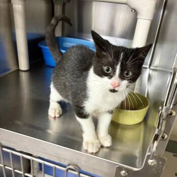 Karate Kick -  Domestic Short Hair Cat for Adoption in Carencro, Louisiana - Karate Kick | PetCurious