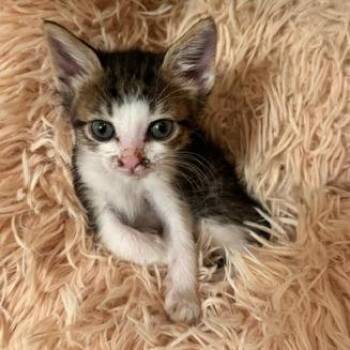 Tiny Tim "Bunnie" Carlsbad -  Domestic Short Hair Cat for Adoption in Denver, Colorado - Tiny Tim "Bunnie" Carlsbad | PetCurious