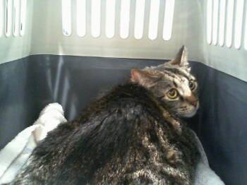 Domestic Short Hair Cats Available for Adoption in Charlotte, North Carolina - A1264031 | PetCurious