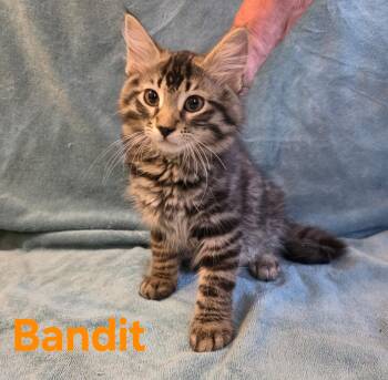 Bandit -  Tabby Cat for Adoption in Wheeling, Illinois - Bandit | PetCurious
