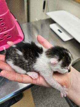 Velma -  Domestic Short Hair Cat for Adoption in Disputanta, Virginia - Velma | PetCurious