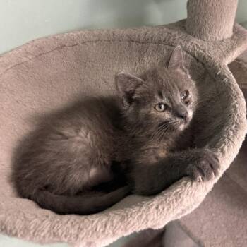 Bubbles -  Domestic Short Hair Cat for Adoption in South Elgin, Illinois - Bubbles | PetCurious