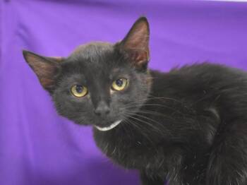 Aunt Clara -  Domestic Short Hair Cat for Adoption in Portland, Oregon - Aunt Clara | PetCurious