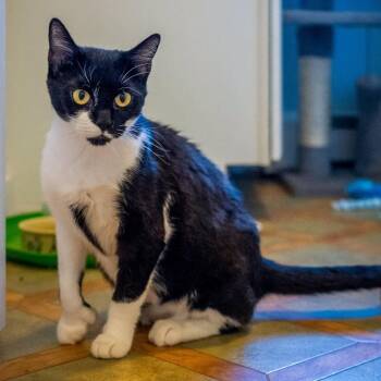 Kenzie (no dogs) -  Tuxedo Cat for Adoption in Hanson, Massachusetts - Kenzie (no Dogs) | PetCurious