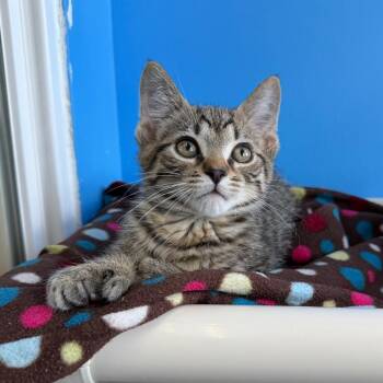 Domestic Short Hair Cats Available for Adoption in Mankato, Minnesota - Freddy Fourthumbs | PetCurious