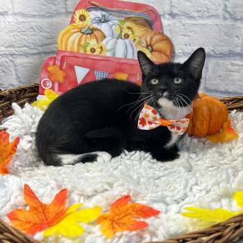 Beetlejuice -  Domestic Short Hair Cat for Adoption in Harrisonburg, Virginia - Beetlejuice | PetCurious