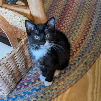 Pinky Tuscadero -  Domestic Short Hair Cat for Adoption in Charlestown, New Hampshire - Pinky Tuscadero | PetCurious