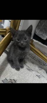 Mars -  Domestic Short Hair Cat for Adoption in Wheaton, Illinois - Mars | PetCurious