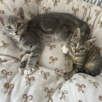 Rescue Domestic Short Hair Cats for Adoption - Leya , Cleo, , Moss | PetCurious