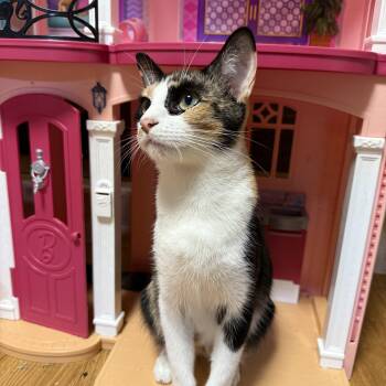 Rescue Domestic Short Hair Cats for Adoption in Worcester, Massachusetts - Cleo | PetCurious