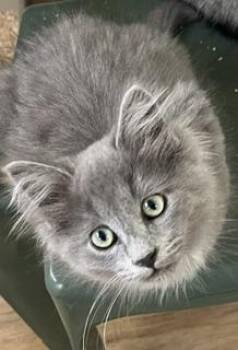 Fergus -  Maine Coon and Russian Blue Cat for Adoption in Bow, Washington - Fergus | PetCurious